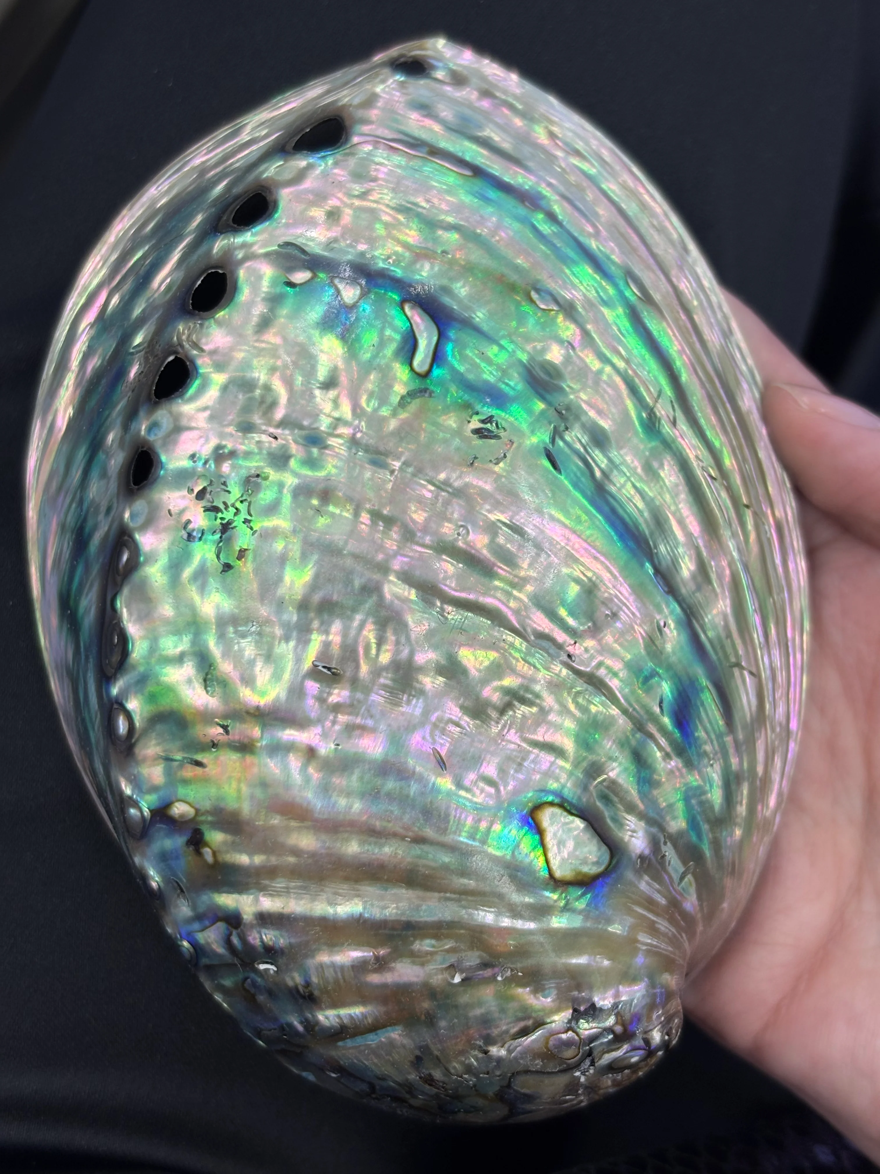 Abalone Shell DXBCS0600