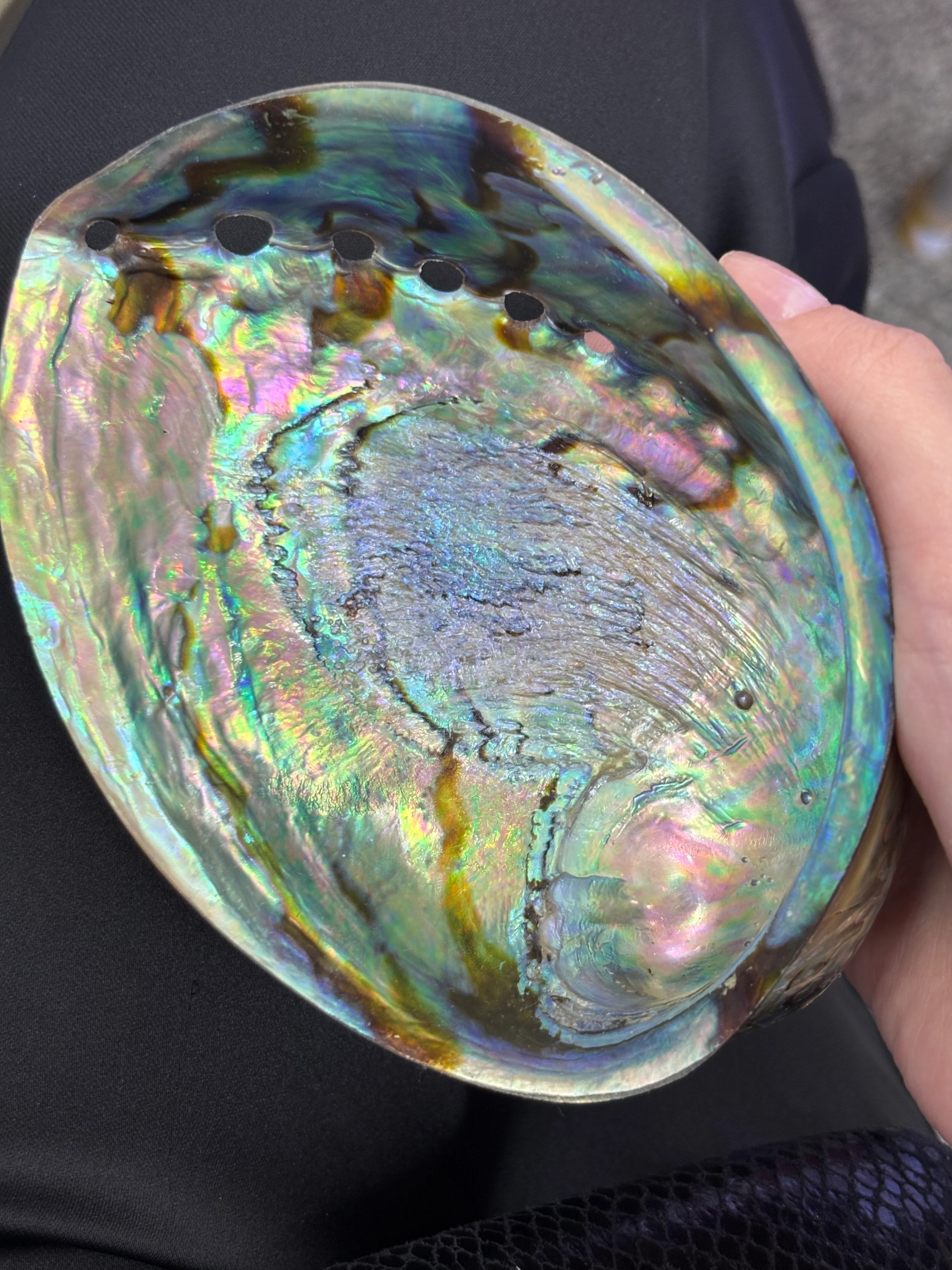 Abalone Shell  DXBCS0600