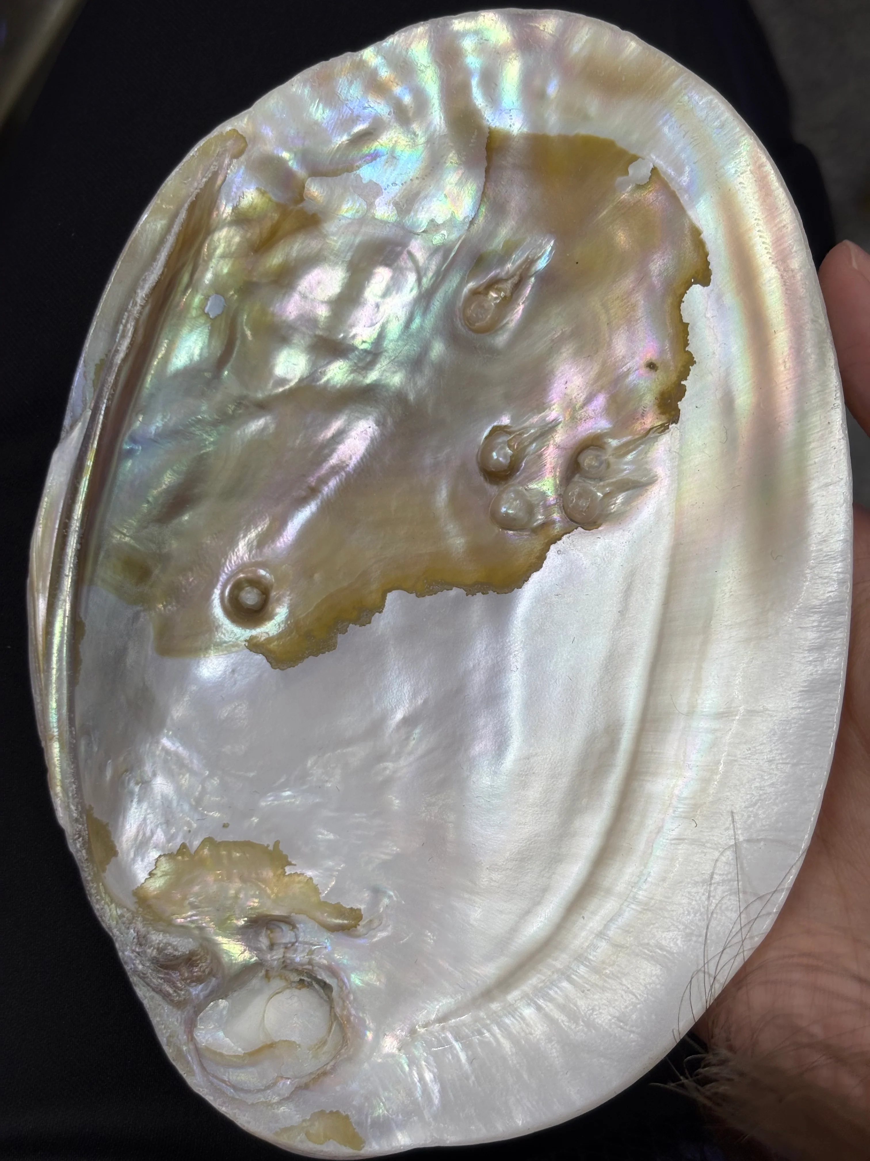 Pearl Shell DXBCS0602