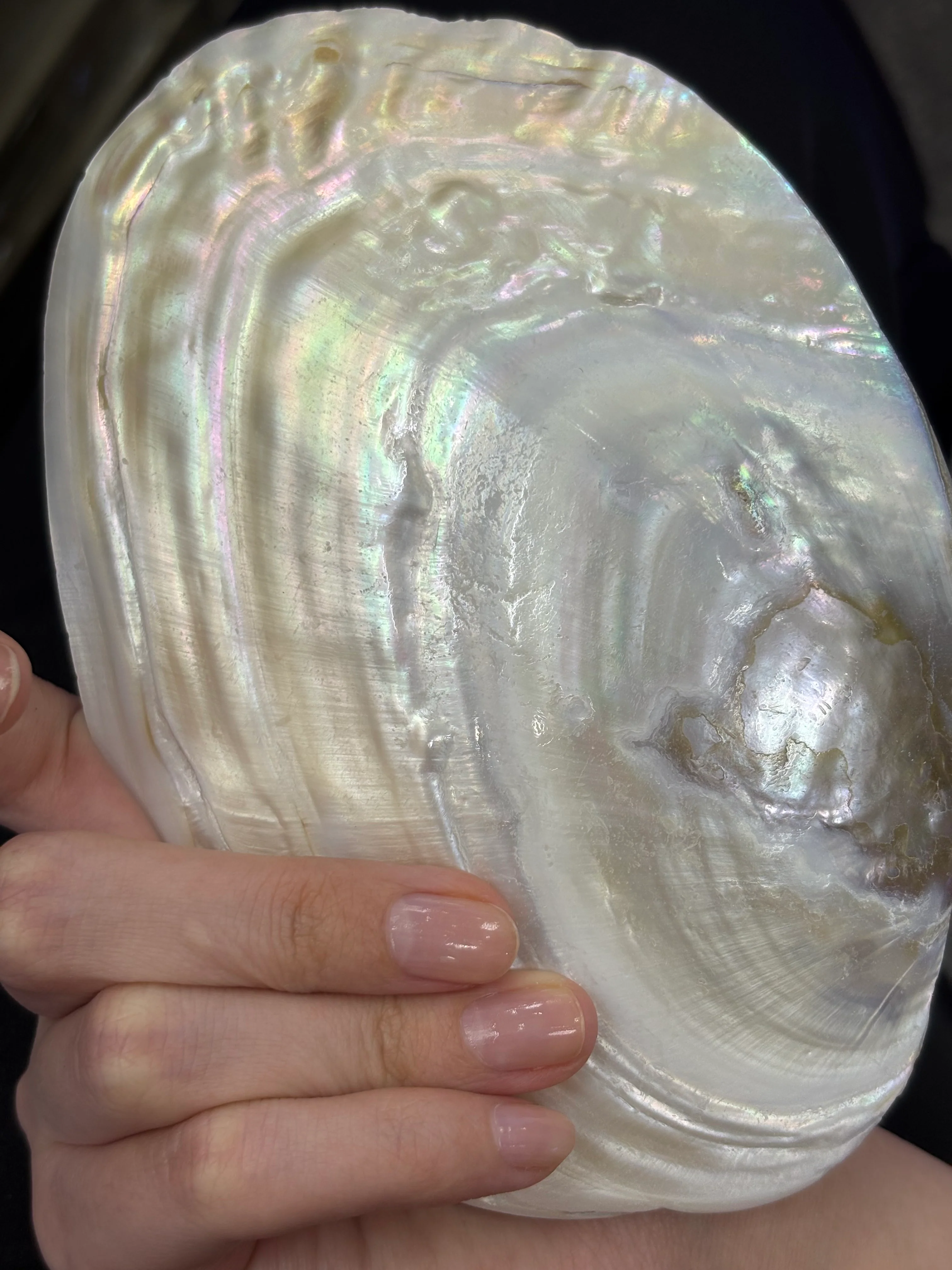 Pearl Shell DXBCS0602